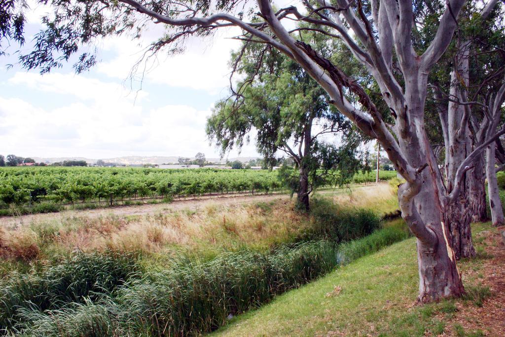Vine Inn Barossa Nuriootpa Buitenkant foto