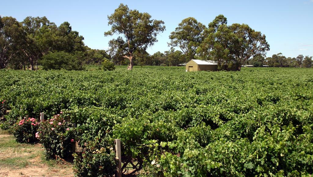 Vine Inn Barossa Nuriootpa Buitenkant foto